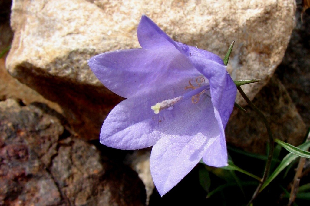 Campanula bohemica – Zvonek český